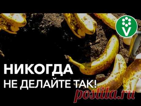 НЕ ИСПОЛЬЗУЙТЕ БАНАНОВУЮ КОЖУРУ В ОГОРОДЕ не досмотрев этот ролик до конца