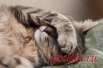 10 самых распространенных мифов о стерилизации кошек — Кот Обормот