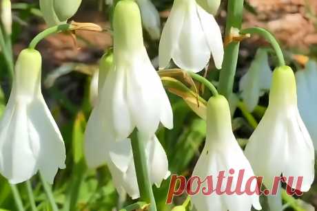 Гальтония: Секреты выращивания и ухода &amp;#8211; Agro-Info