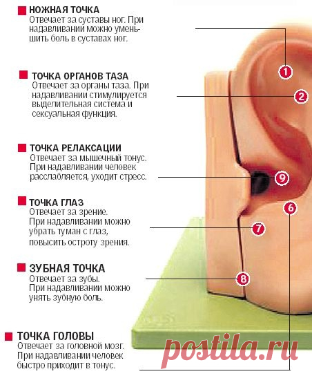ТОЧКИ НА УШНОЙ РАКОВИНЕ