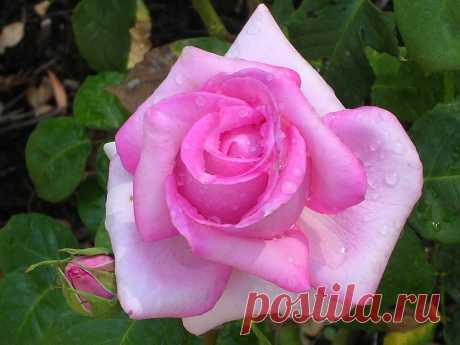 Pink and White Rose     Another rose from the archive.