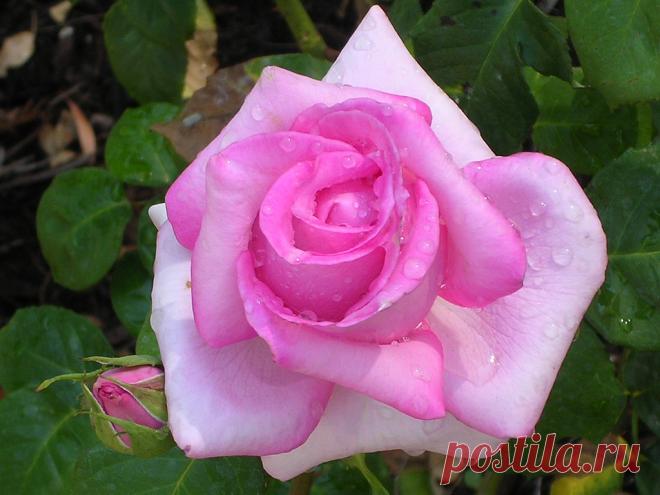 Pink and White Rose     Another rose from the archive.