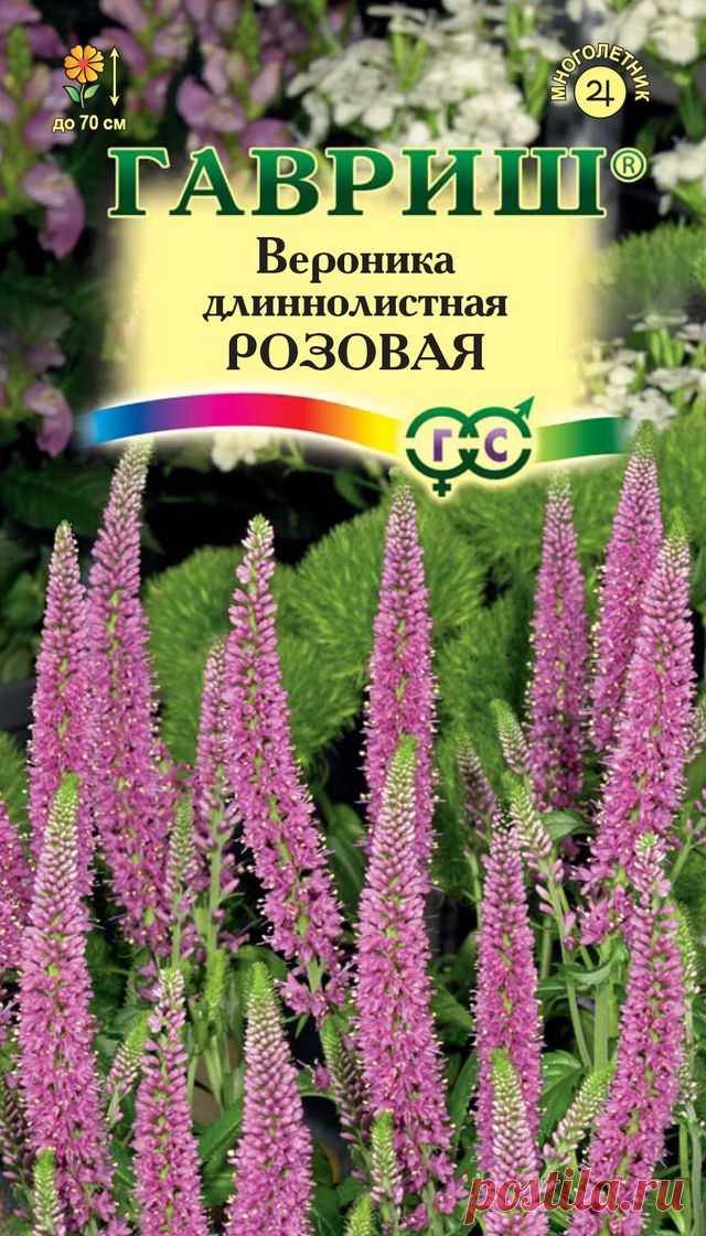 Вероника длиннолистная "Розовая"
