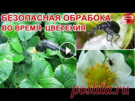 СРОЧНО ОПРЫСНИТЕ КЛУБНИКУ ОТ ВРЕДИТЕЛЕЙ.БЕЗОПАСНАЯ СМЕСЬ ДАЖЕ ВО ВРЕМЯ ЦВЕТЕНИЯ. ВСЕГДА С УРОЖАЕМ! Как уничтожить долгоносика ,нематод и других вредителей - опрыскивать в стадии молодых бутонов, и во время цветения. Чем опрыскивать землянику,крыжовн...