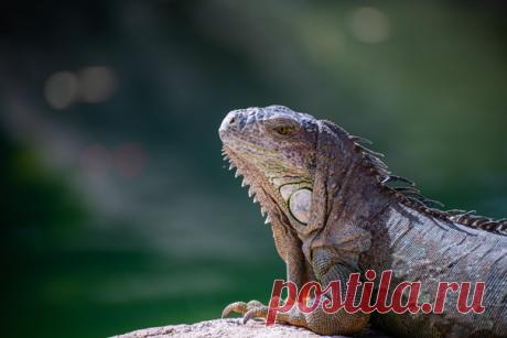 Варан принимает солнечные ванны, а Алексей Мистрюков его фотографирует. Другие работы автора можно полистать на его странице: nat-geo.ru/community/user/27084/