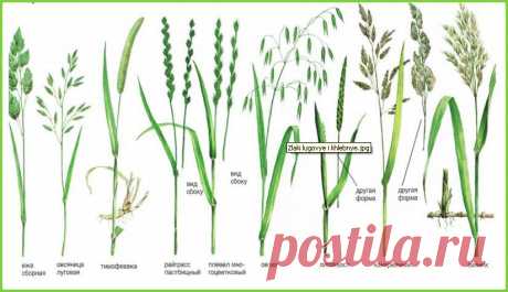 луговые растения картинки с названиями: 16 тыс изображений найдено в Яндекс.Картинках