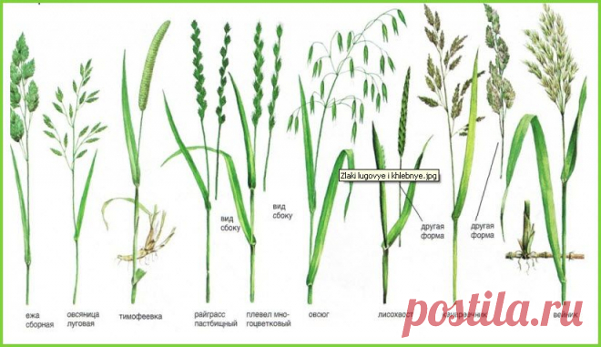 луговые растения картинки с названиями: 16 тыс изображений найдено в Яндекс.Картинках