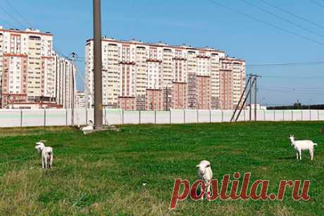 Названы города Подмосковья с подорожавшими новостройками. Больше всего среди городов Подмосковья квартиры в новостройках подорожали в Домодедово — стоимость квадратного метра за год выросла на 63 процента. Об этом говорится в исследовании «ЦИАН.Аналитики», сообщает РБК. Домодедово назвали лидером рейтинга, так как «квадрат» жилья подорожал с 89,5 тысячи рублей до 146 тысяч.