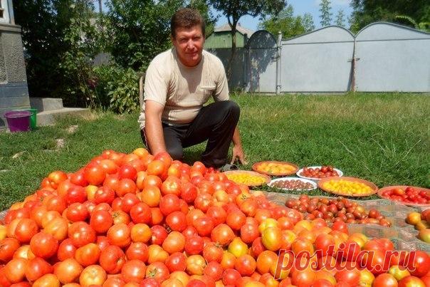 Волшебный бальзам для роста помидоров от садовода-огородника Владимира Андриянина  / Солнышко