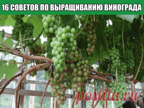 16 СОВЕТОВ ПО ВЫРАЩИВАНИЮ ВИНОГРАДА
1. Место посадки. Оно должно быть солнечным и защищенным от ветра, например, у южной стены дома, сарая или у ограды, обращенной к югу, с хорошо дренированной почвой. 
2. При наличии на участке минимального уклона сажайте виноград на пологом южном или юго-западном склоне, ориентируя ряд по направлению "юг – север". Если участок ровный, а южные стены заняты, создайте место для своего винограда, построив в любом удобном месте участка симпат...