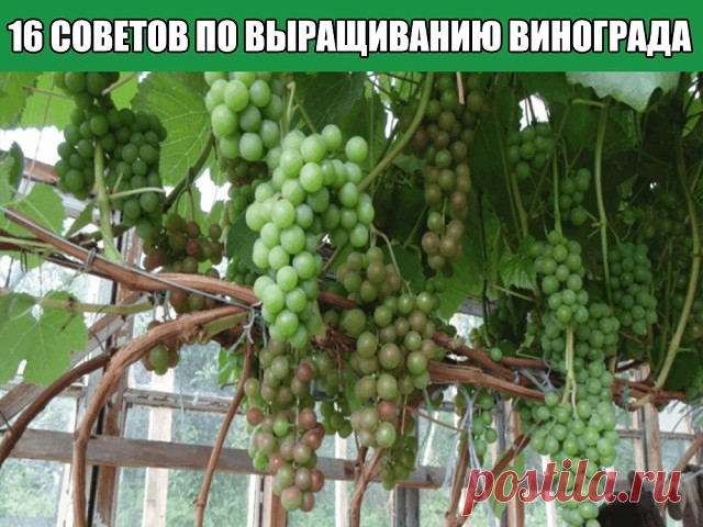 16 СОВЕТОВ ПО ВЫРАЩИВАНИЮ ВИНОГРАДА
1. Место посадки. Оно должно быть солнечным и защищенным от ветра, например, у южной стены дома, сарая или у ограды, обращенной к югу, с хорошо дренированной почвой. 
2. При наличии на участке минимального уклона сажайте виноград на пологом южном или юго-западном склоне, ориентируя ряд по направлению 