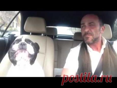 ХиХическая атака (такса-ремонтник и другие) — Болтай