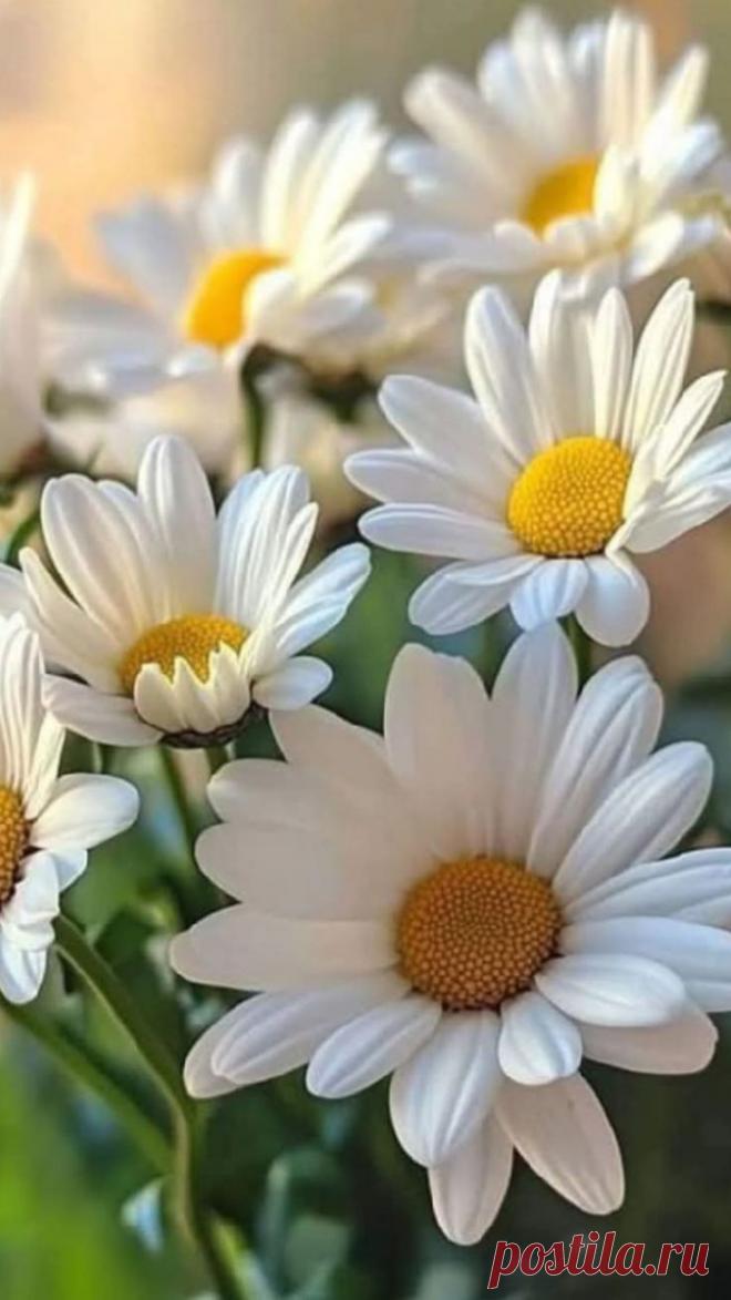 Пин на доске яРОМАШЕЧКИ