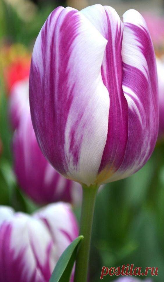 Пин на доске яТЮЛЬПАНЫ