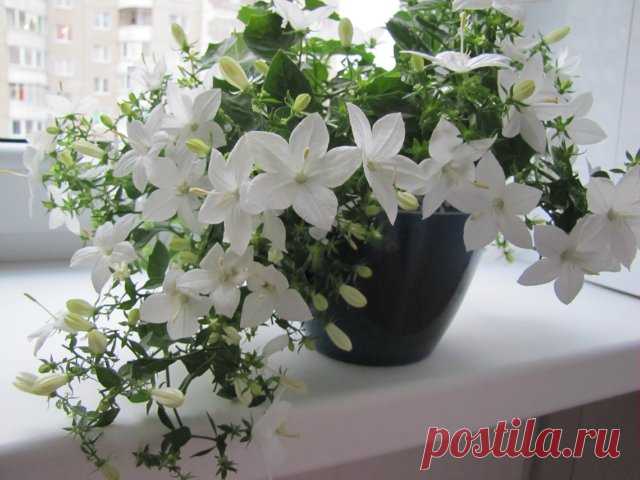 Кампанула (Жених и невеста)