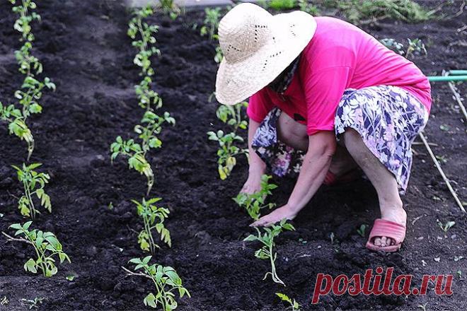 5 советов, как сделать нескучные грядки | Огород без хлопот