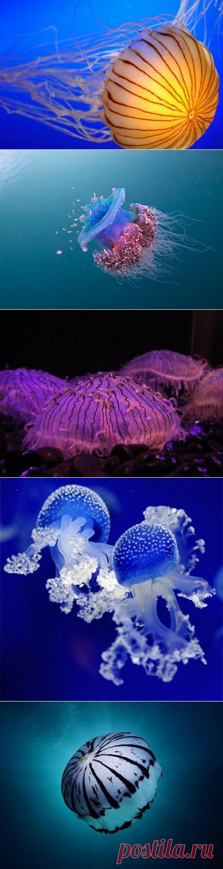 (+1) - Краски подводного мира. Медузы | НАУКА И ЖИЗНЬ