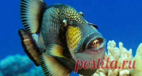 Голубоперый балистод: опасная рыба с жуткими зубами и агрессивным поведением