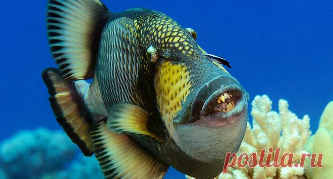 Голубоперый балистод: опасная рыба с жуткими зубами и агрессивным поведением