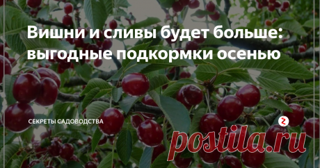 Вишни и сливы будет больше: выгодные подкормки осенью Хотите получить богатый урожай? Обязательно подкормите деревья осенью. Ничего хитрого с максимальной пользой!