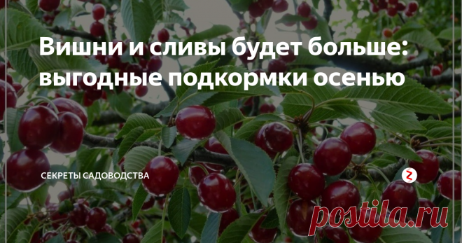 Вишни и сливы будет больше: выгодные подкормки осенью Хотите получить богатый урожай? Обязательно подкормите деревья осенью. Ничего хитрого с максимальной пользой!