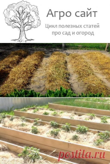 Картошка в сене - выращивание пошагово максимального урожая
