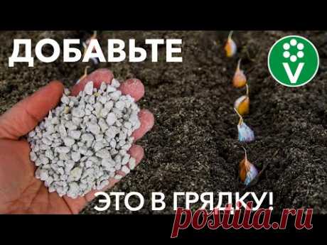 Маленькая ХИТРОСТЬ при посадке ЧЕСНОКА И ЛУКА для защиты от болезней круглый год!