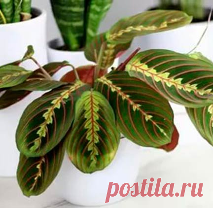 Комнатное растение Маранта (Maranta). Род, включающий 25 видов тропических растений, назван в честь венецианского медика XVIII в. Барталомео Маранты. Высота в комнатных условиях может достигать 20-25 см; длина листьев - 10-14 см, ширина - 6-10 см. Цветение не главное достоинство маранты: ее белые или бледно-сиреневые цветки мелки и невзрачны.