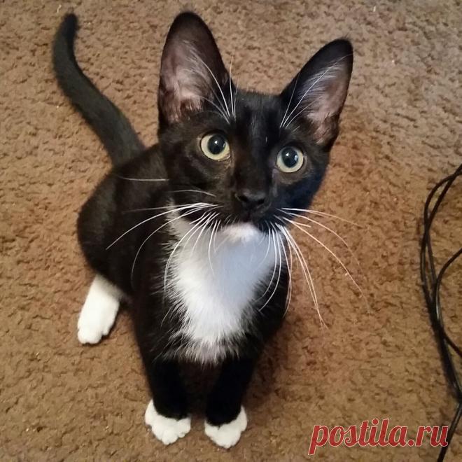 (166) Твиттер