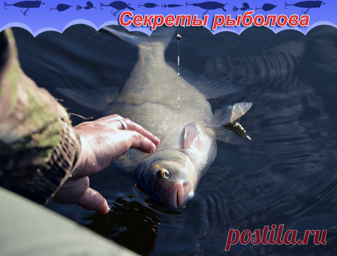 Секретная насадка для ловли карася, плотвы, леща и другой рыбы. Гороховая мастырка. | Блоги о даче и огороде, рецептах, красоте и правильном питании, рыбалке, ремонте и интерьере