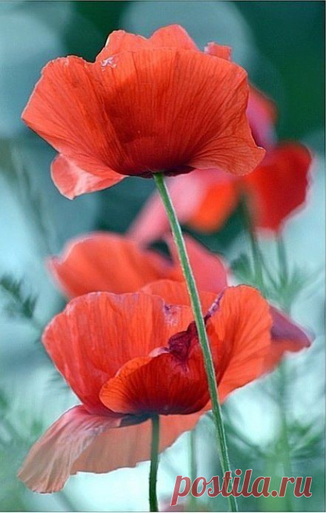 ᴼᴿᴵᴳᴵᴺᴬᴸ   SМАЙЛИКИ   (ړײ)
ღМилана ღ