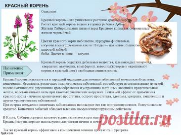 Копеечник забытый (красный корень, медвежий корень)
