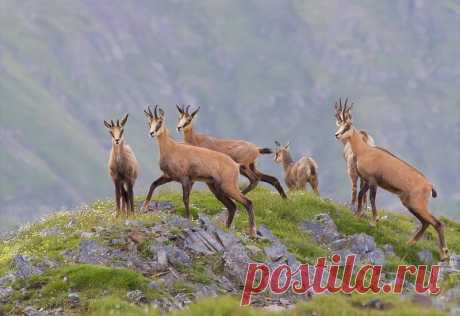 флора и фауна россии – Google Поиск