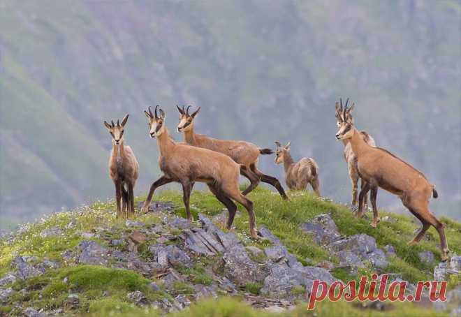 флора и фауна россии – Google Поиск