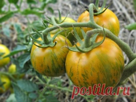 Зеленые томаты: описание сорта, отзывы, фото, урожайность