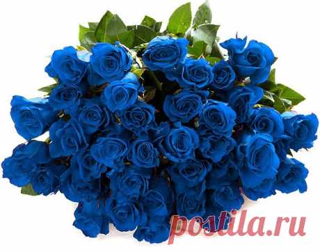 Синие Розы