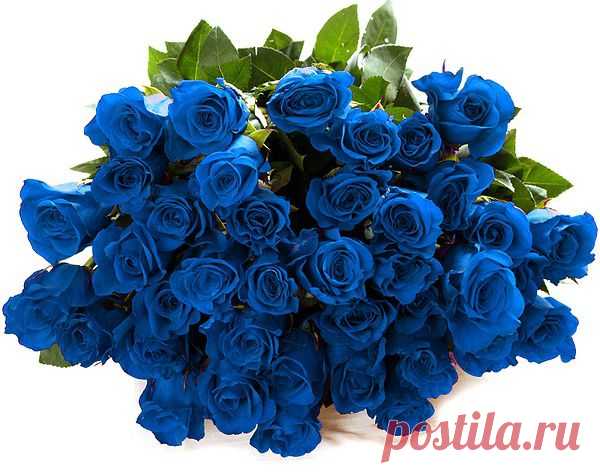Синие Розы