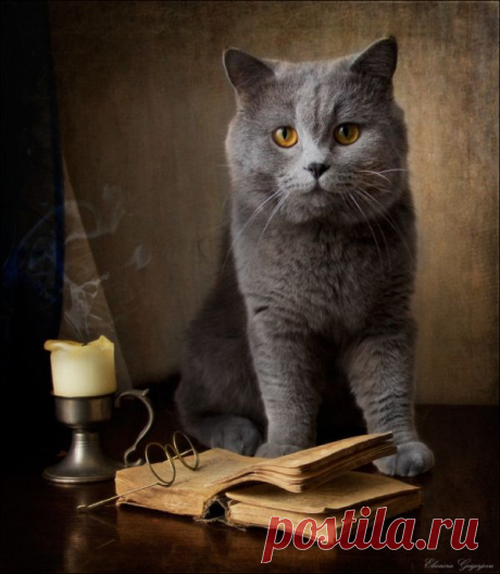 Натюркотик — жанр фотографии, достойный каждой кошки
