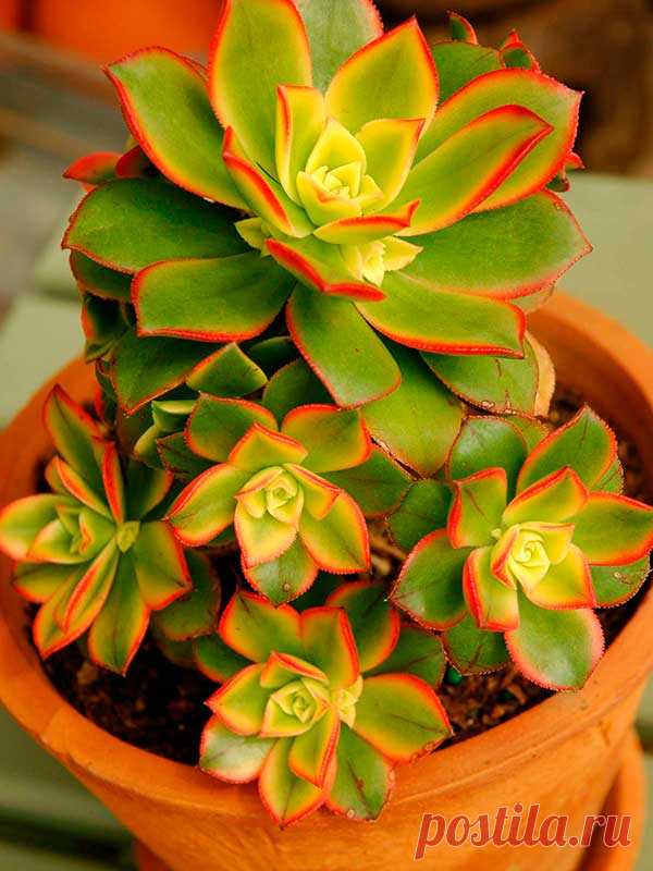 Комнатное растение Эониум (Aeonium). Название рода, включающего около 40 видов, намекает на длинный срок жизни растений этой группы (греч. aionois - "продолжительный"). Эониум канарский (Ae.canariense) - небольшое розеточное дерево. Его толстые листья снизу постепенно отмирают, и в результате под розеткой образуется стебелек.
