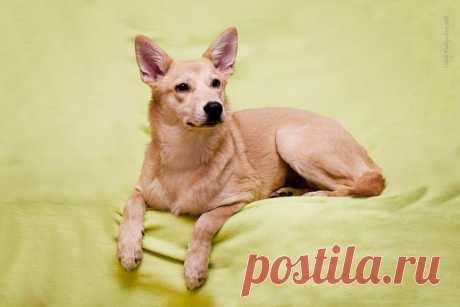 Девочка-лисичка в добрые руки! г. Москва - Зоомилосердие - Группы Мой Мир