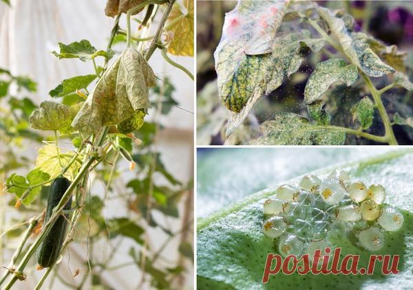 Вредители в теплице: профилактика их появления и меры борьбы