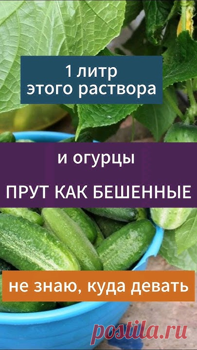 Огурцы вмиг пойдут в рост, засыпят урожаем и желтеть не будут! Натуральная подкормка для огурцов - стимулирует рост и повышает урожайность, огурцы от этой по...