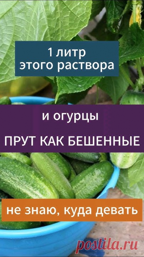 Огурцы вмиг пойдут в рост, засыпят урожаем и желтеть не будут! Натуральная подкормка для огурцов - стимулирует рост и повышает урожайность, огурцы от этой по...