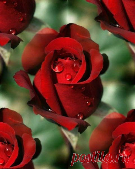 Письмо «сообщение Ageeva_Tania : РОЗЫ - ПОДБОРКА БЕСШОВНЫХ ФОНОВ. (09:10 04-08-2014) [4557103/332834310]» — Ageeva_Tania — Яндекс.Почта