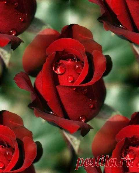 Письмо «сообщение Ageeva_Tania : РОЗЫ - ПОДБОРКА БЕСШОВНЫХ ФОНОВ. (09:10 04-08-2014) [4557103/332834310]» — Ageeva_Tania — Яндекс.Почта