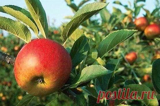 КАК РЕГУЛИРОВАТЬ УРОЖАЙНОСТЬ ПЛОДОВЫХ ДЕРЕВЬЕВ? Сверхурожай вытягивает из растения все соки, истощает его и подрывает иммунитет, снижается зимостойкость. И даже если зима будет не очень суровой, бурно плодоносившее дерево может погибнуть или сильно…