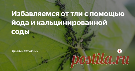 Избавляемся от тли с помощью йода и кальцинированной соды Подробный процесс приготовления раствора и нюансы обработки