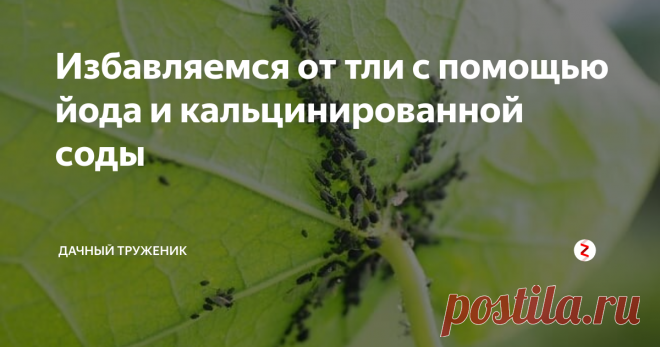 Избавляемся от тли с помощью йода и кальцинированной соды Подробный процесс приготовления раствора и нюансы обработки