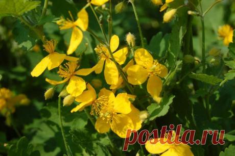 Чистотел: полезные свойства и применение
Чистотел по праву можно назвать самым популярным лекарственным растением, причем очень доступным, ведь чистотел растет всюду: под забором, в канавах, в оврагах, по берегам рек и озер. Чистотелу достаточно влажной почвы, настолько он неприхотлив и не капризен. Но вот при всей популярности чистотела, насколько хорошо вы знаете о его полезных свойствах? Полезные свойства чистотела А […]
Читай дальше на сайте. Жми подробнее ➡