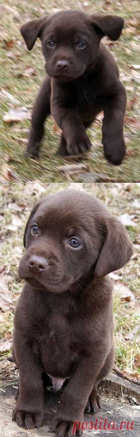 Timber the Labrador Retriever | Puppies | Daily Puppy